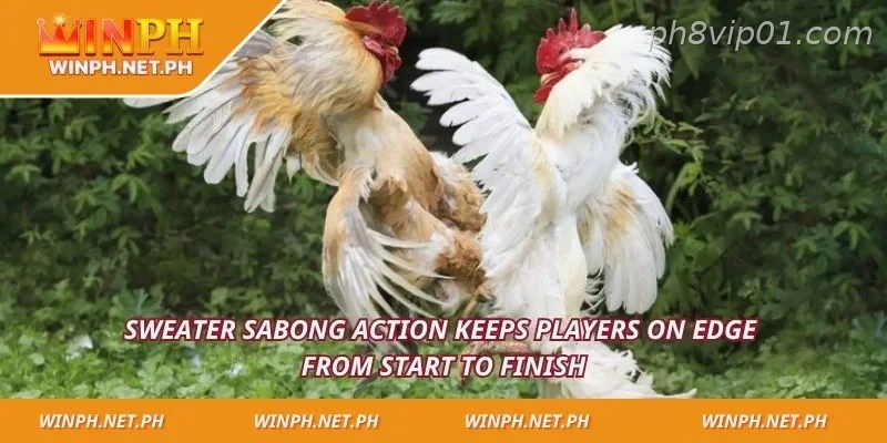 Sweater Sabong action keeps players on edge from start to finish