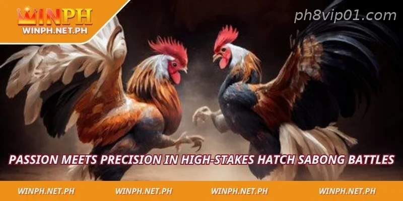 Passion meets precision in high-stakes Hatch Sabong battles